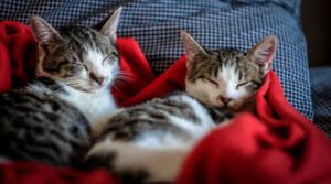 Leia mais sobre o artigo Cats may have ‘attachment styles’ that mirror people’s