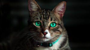 Leia mais sobre o artigo Cat Lost Her Ears — So The Shelter Made Her A New Pair
