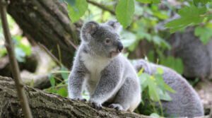 Leia mais sobre o artigo Fecal transplants might help make koalas less picky eaters